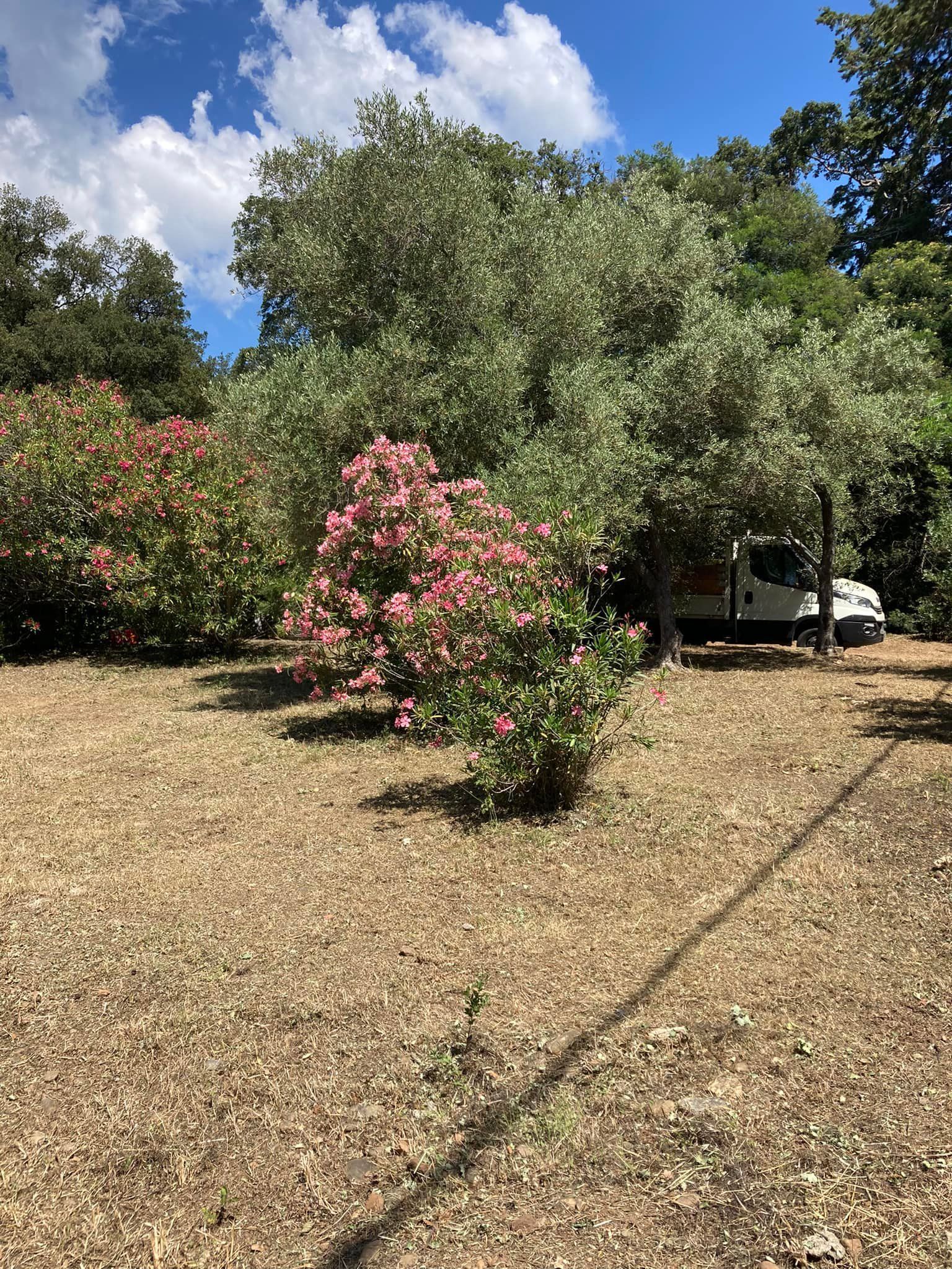 Un laurier rose dans un jardin