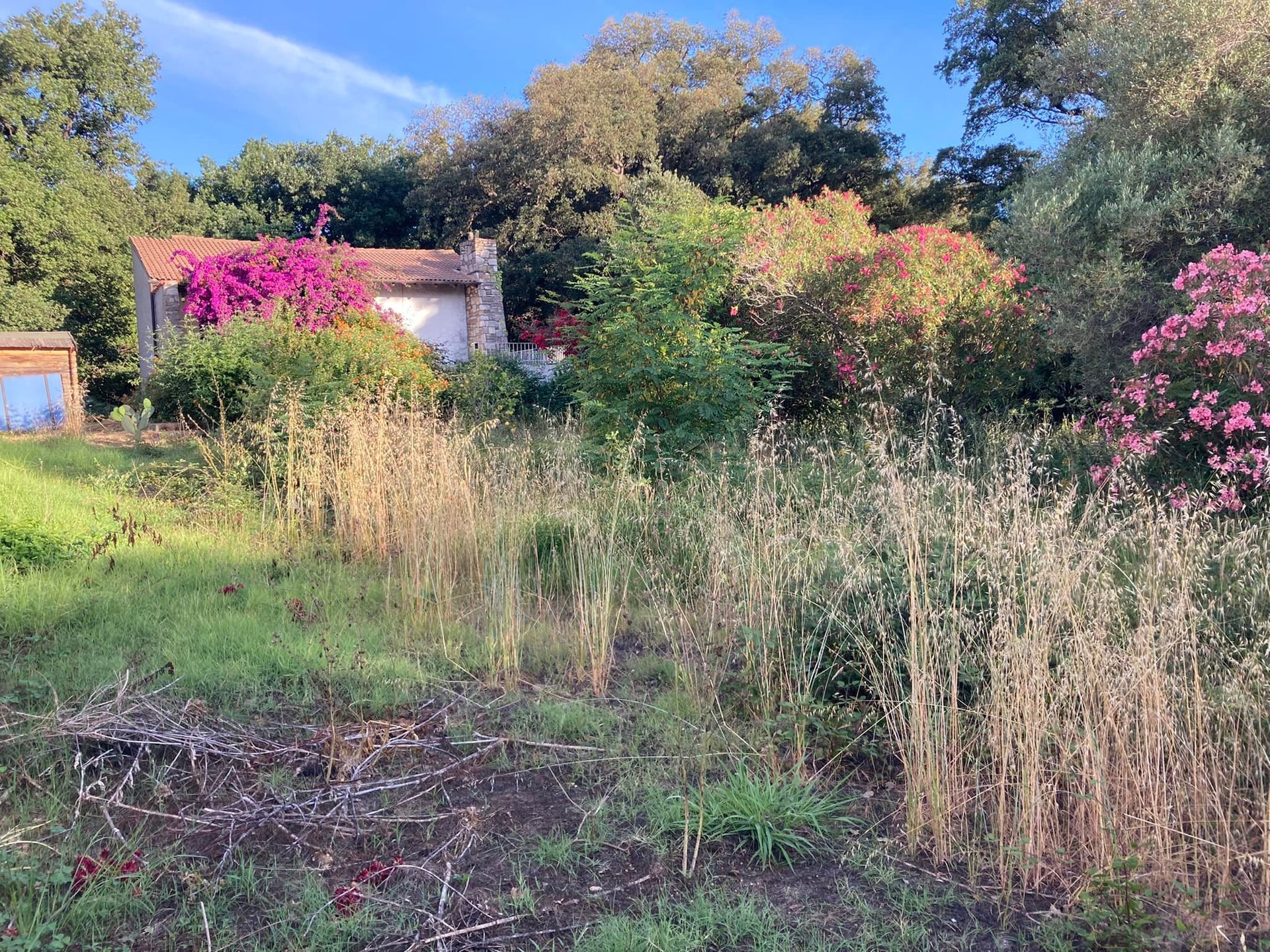 Friche dans un jardin
