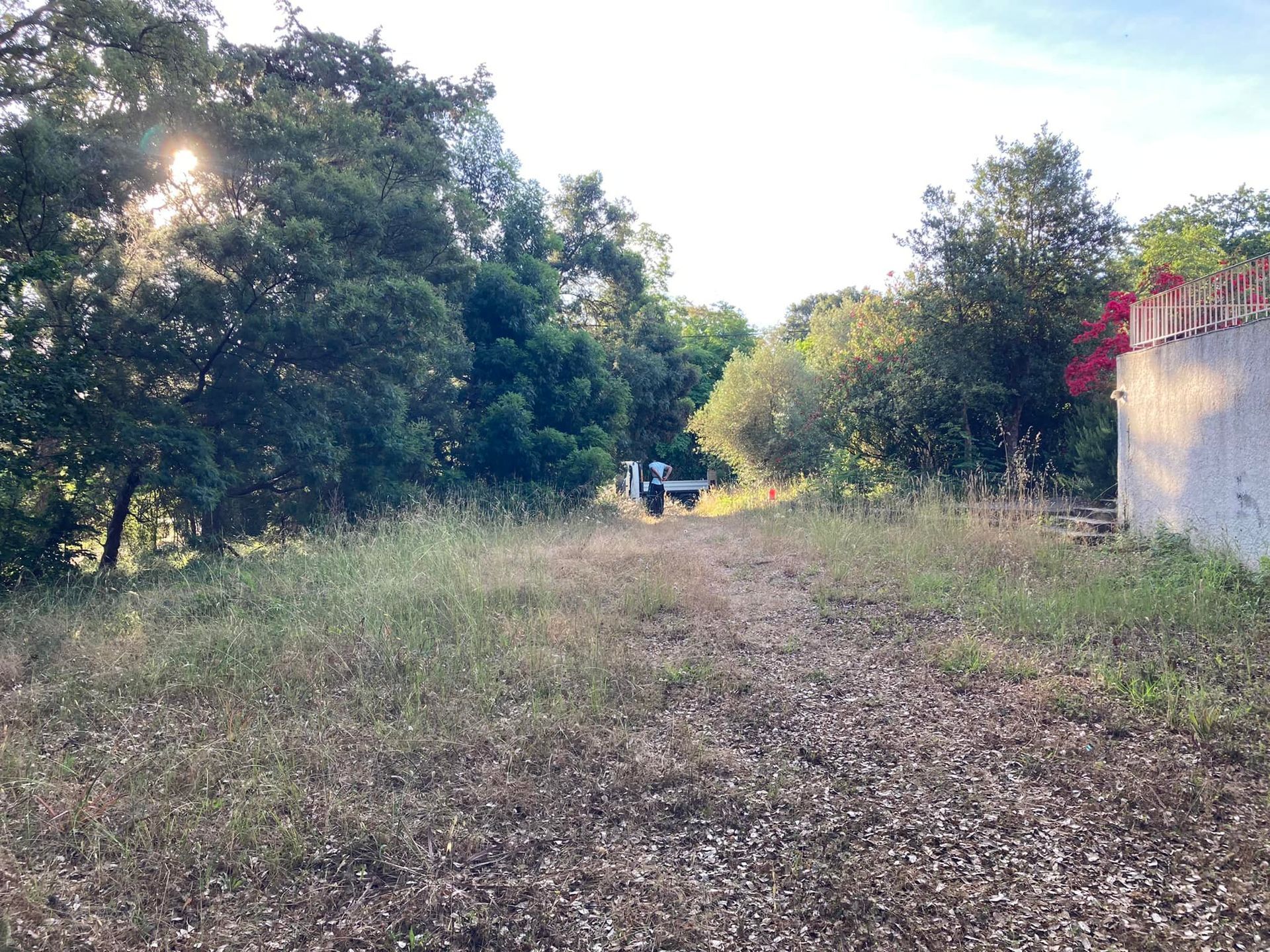 Friche dans un jardin