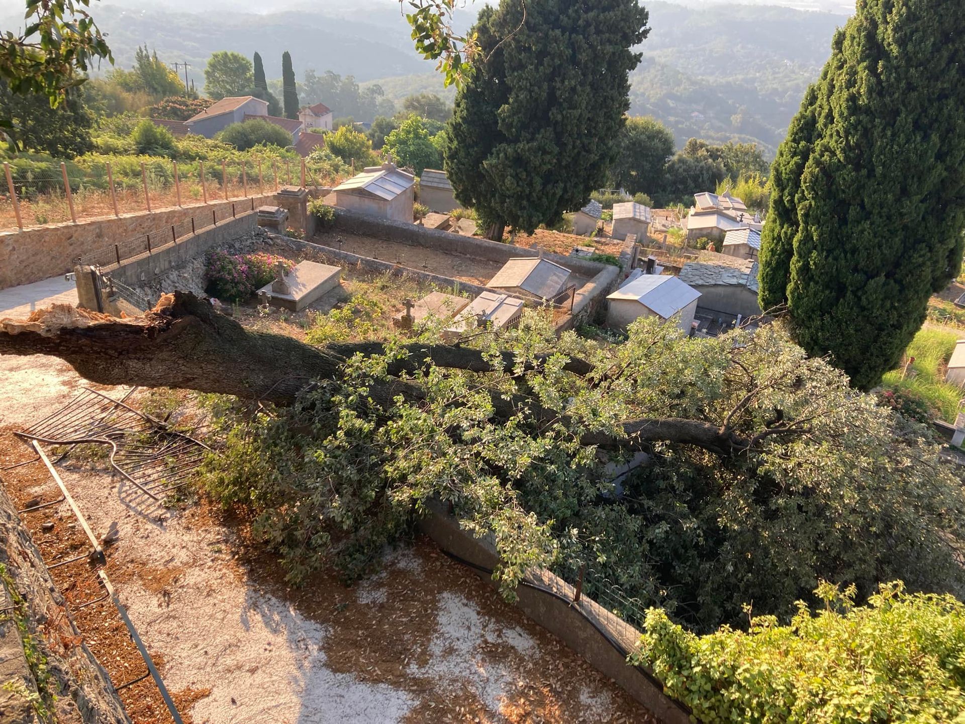 Un arbre au milieu d'une route