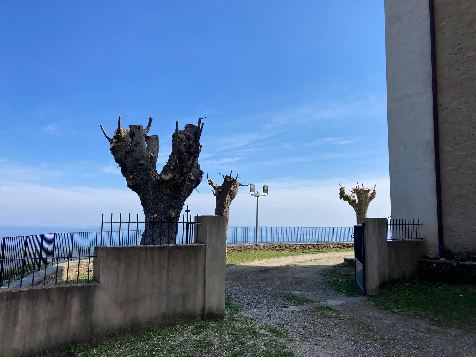 Des arbres en hiver après élagage