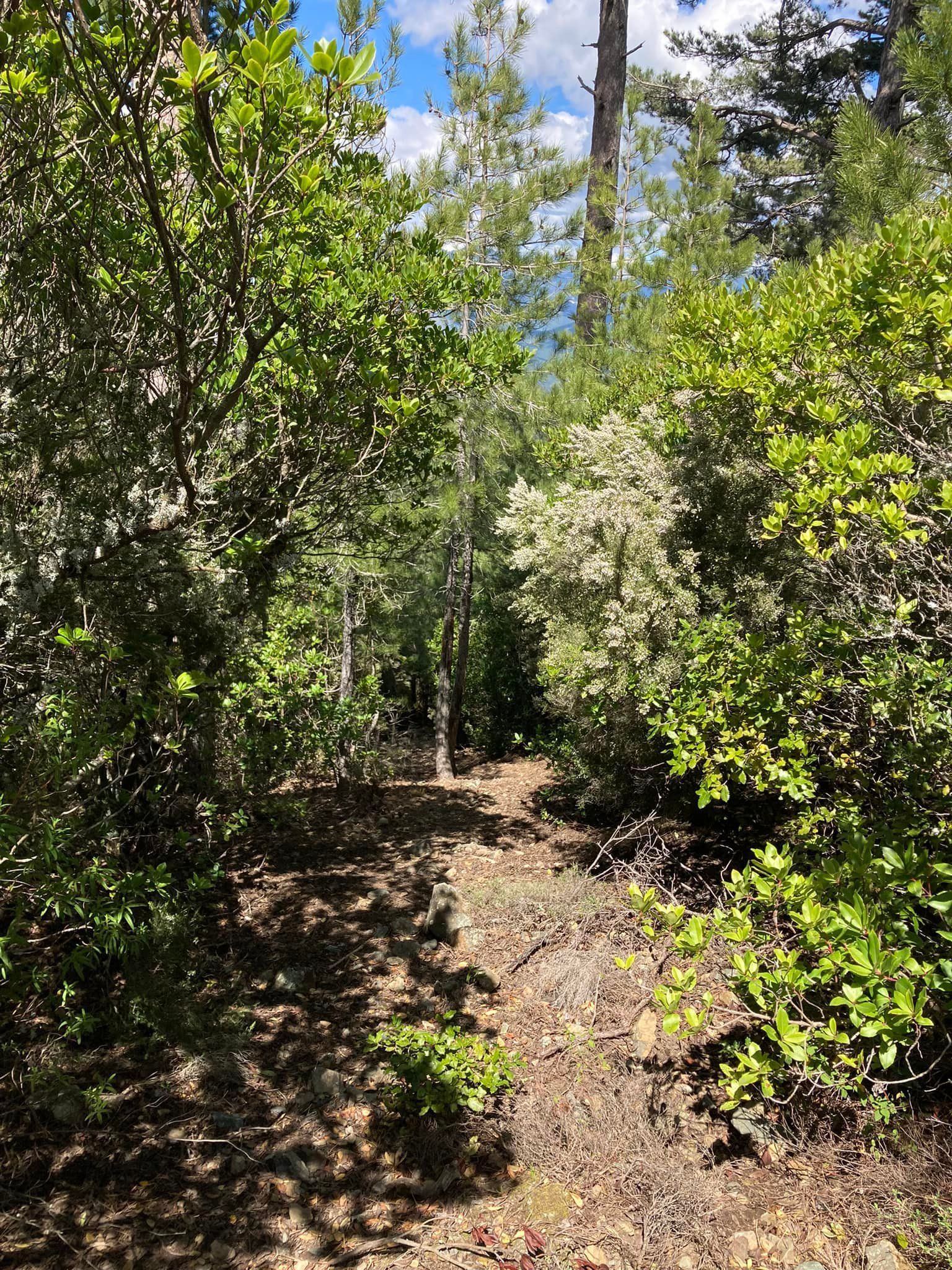 Des arbres en forêt