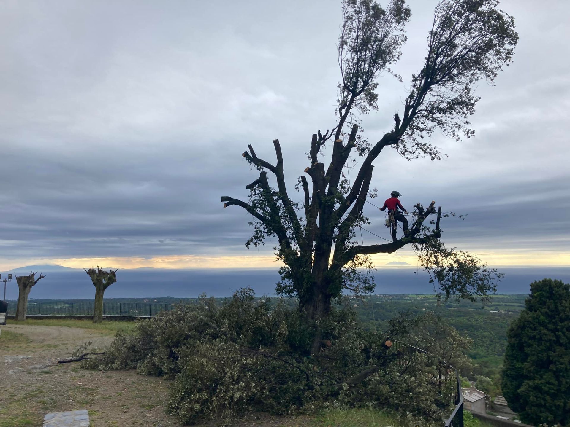 Un élagueur grimpeur dans un arbre