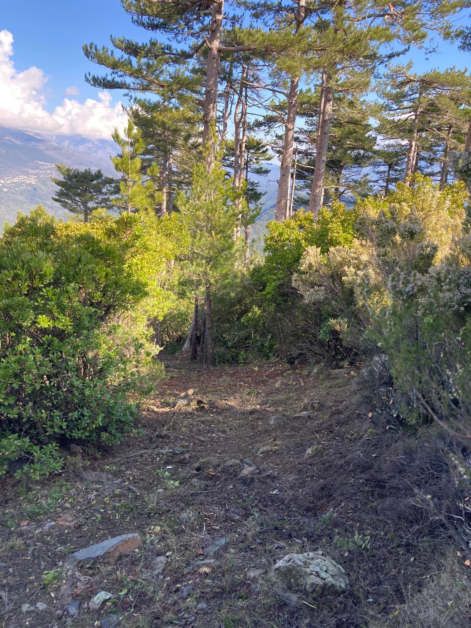 Une forêt ensoleillée