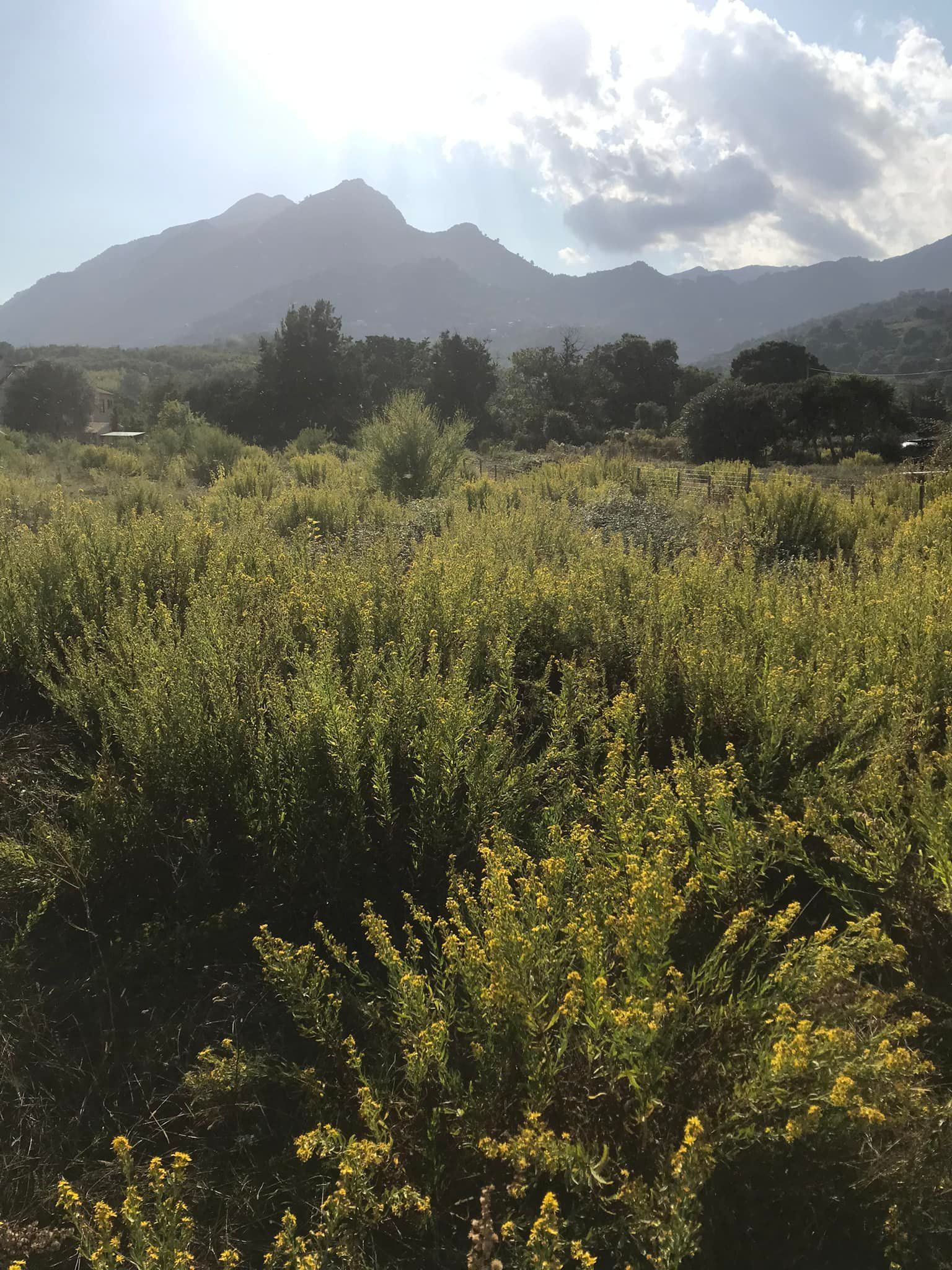 Un maquis devant les montagnes