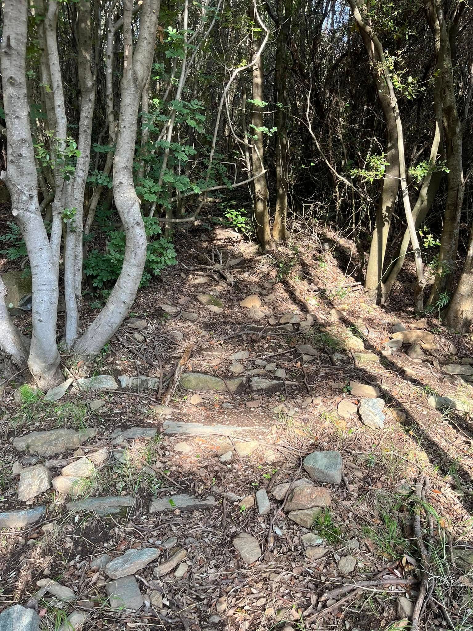 Chemin entre les arbres