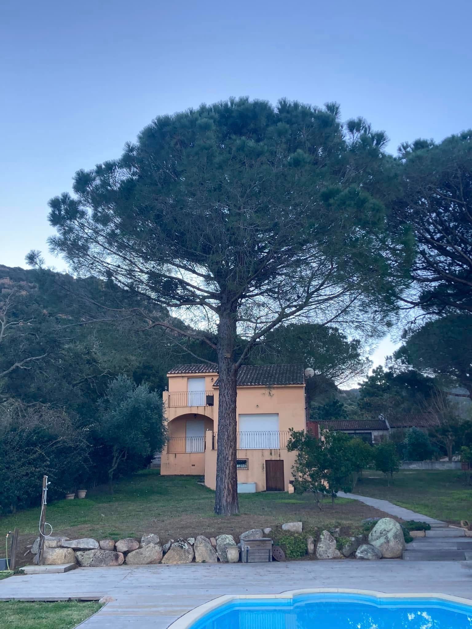 Un grand arbre dans un jardin