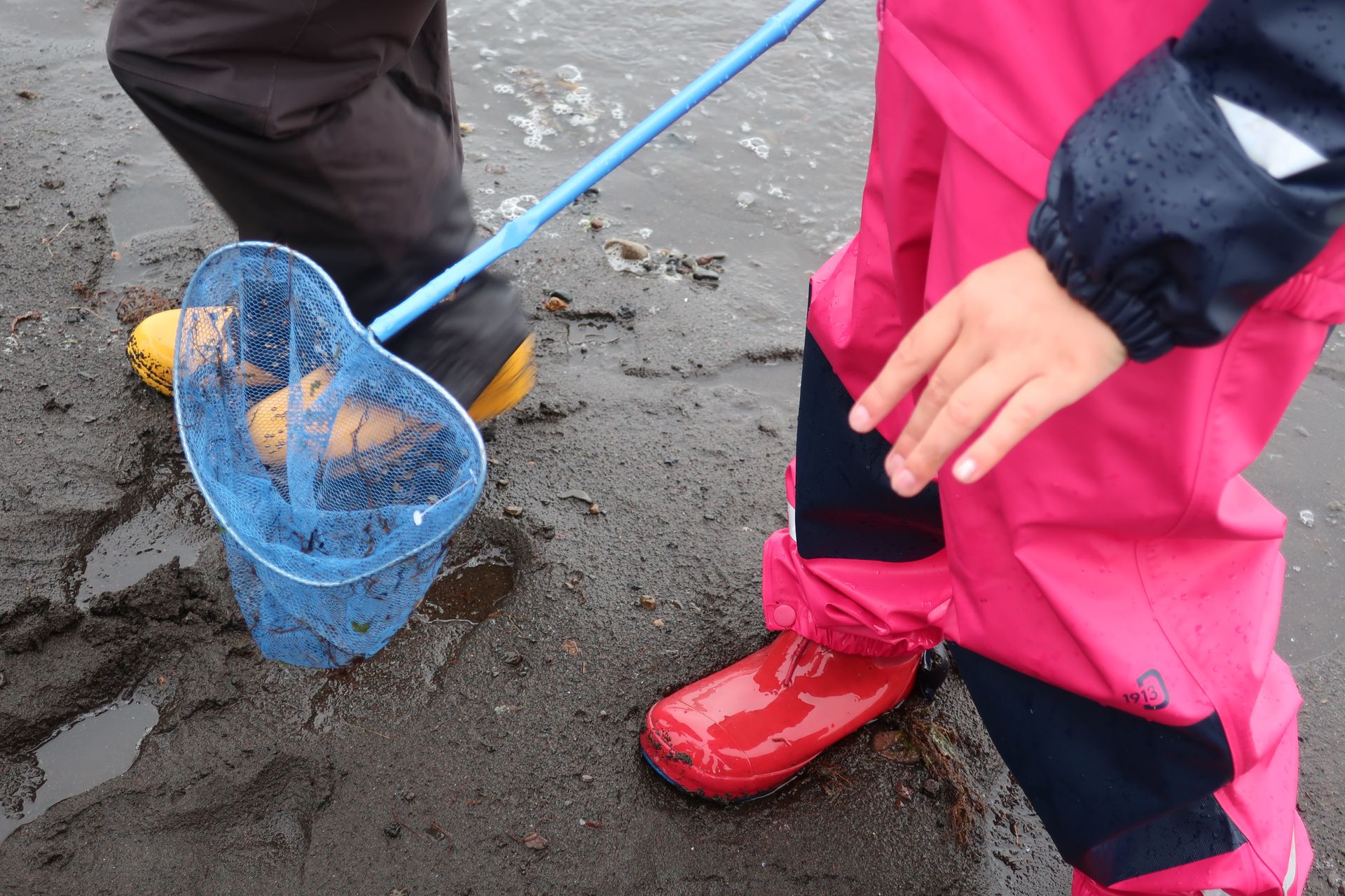 Barna- og fjölskylduferð. Fjöruferð