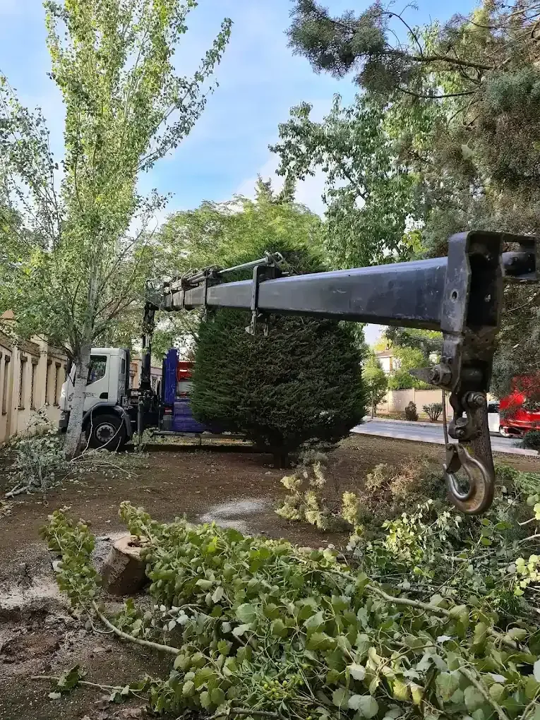 Camión con grúa podando ramas de árboles; escombros en el suelo. Escena diurna al aire libre.