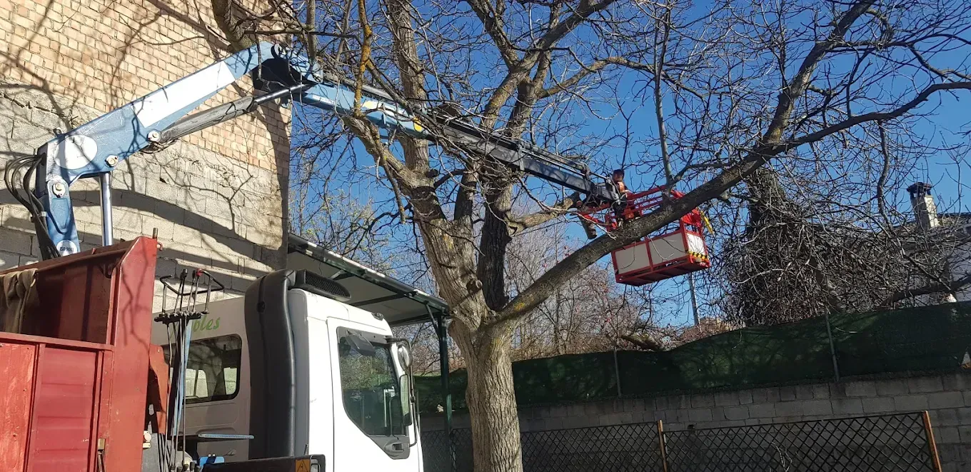Un trabajador en una cesta elevadora poda un árbol con un camión y una plataforma elevadora, en un día soleado.