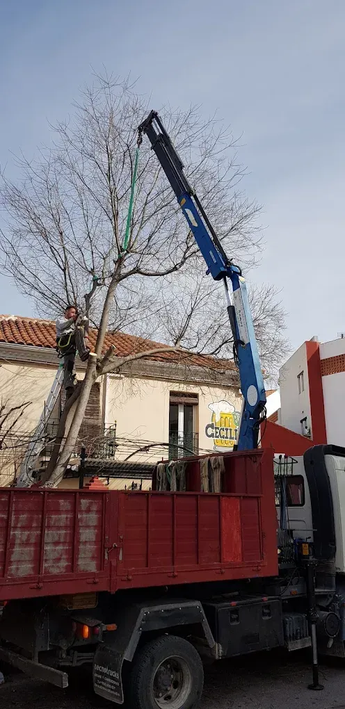 Un árbol podado por una grúa montada en un camión. La caja roja del camión está lista para recoger las ramas.