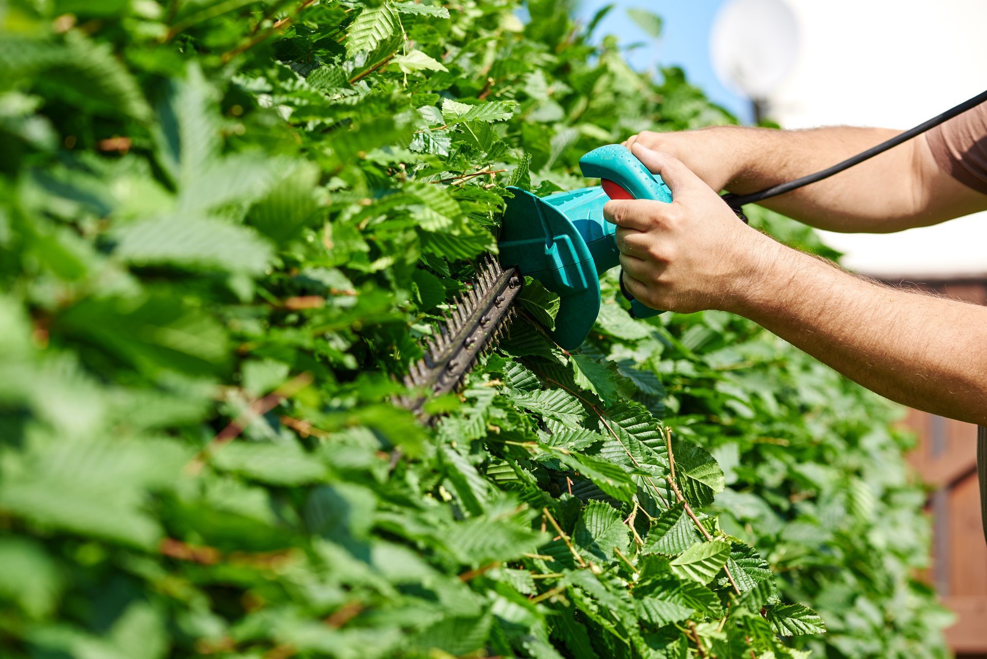 Une personne arrose des plantes vertes de jardin avec un embout de tuyau turquoise.