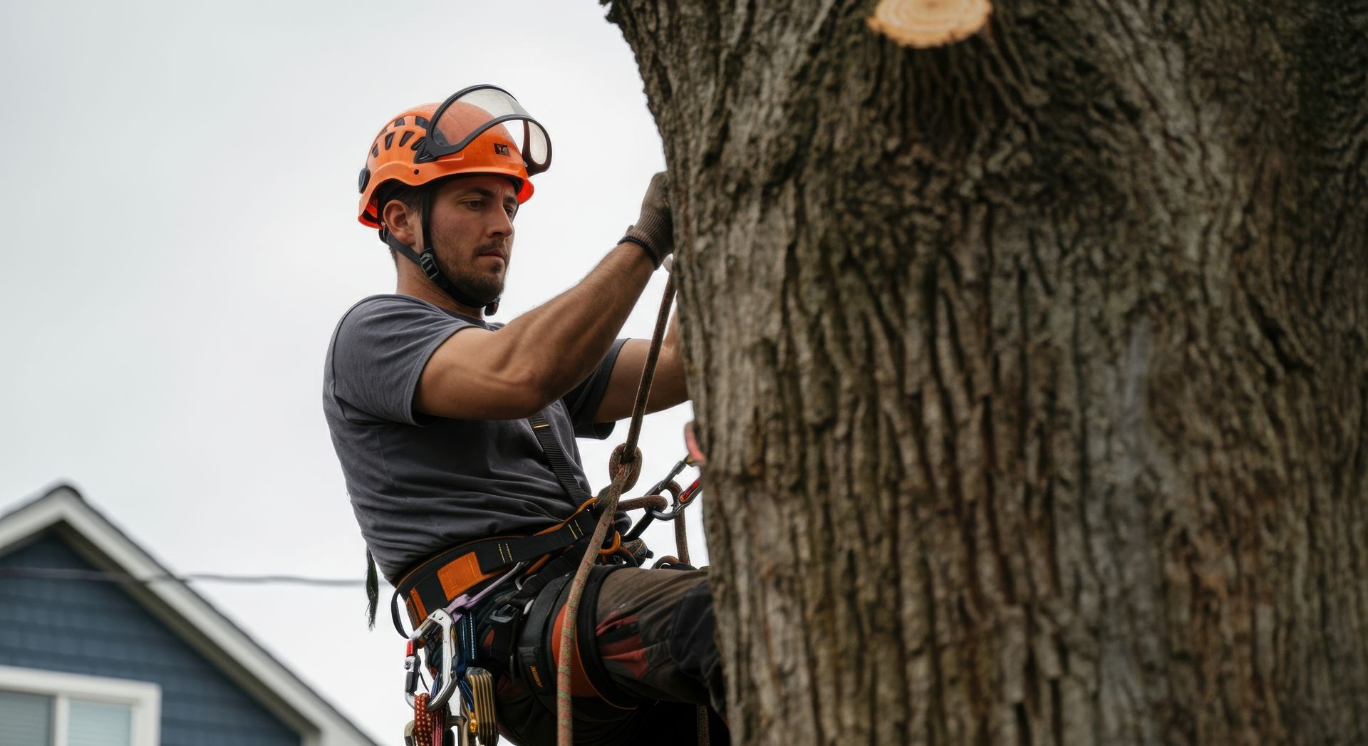 Un élagueur portant un casque et un harnais orange grimpe à un grand arbre près d'une maison.