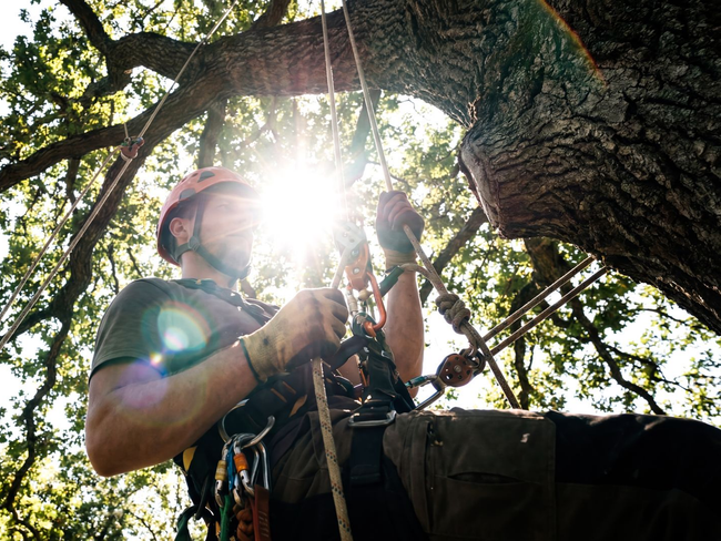Un grimpeur casqué et harnaché escalade un tronc d'arbre en plein soleil.