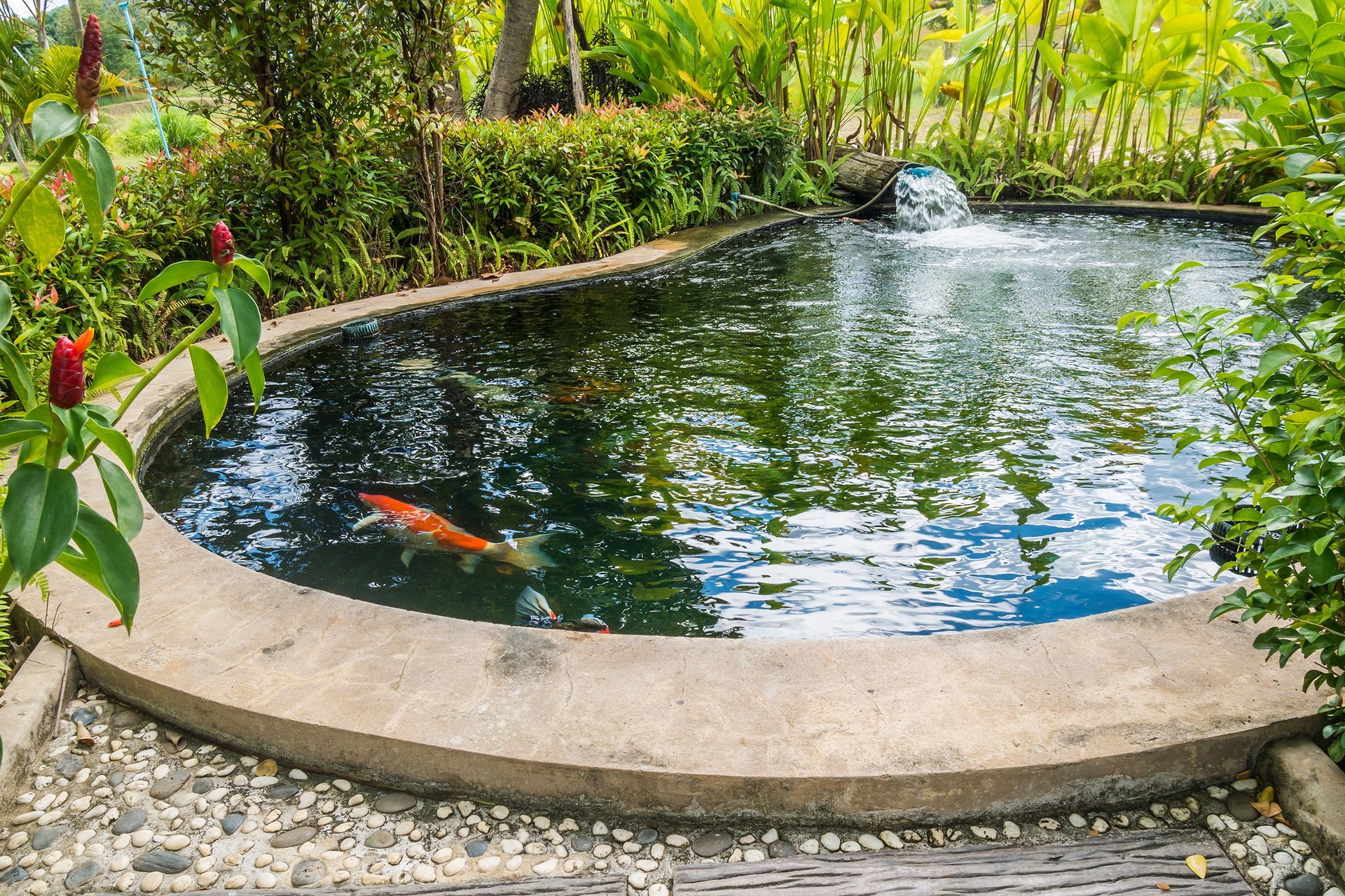 Petit bassin à carpes koï peuplé de poissons orange, bordé de béton et entouré d'une végétation luxuriante.