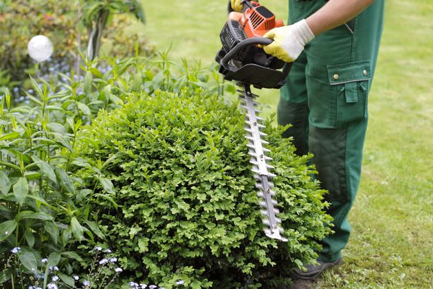 Un jardinier taille une haie verte avec un taille-haie électrique dans une cour gazonnée.