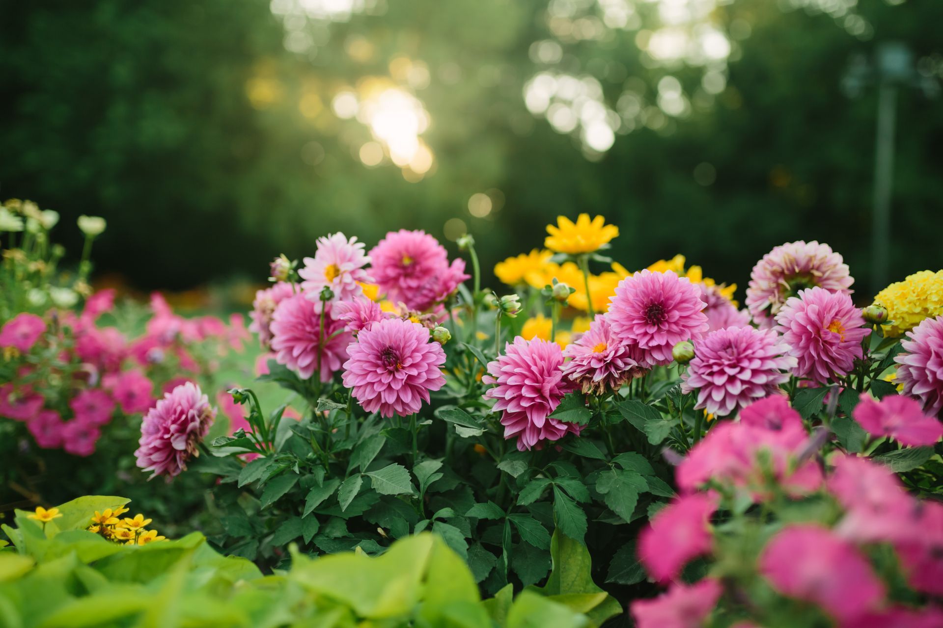 Des fleurs roses et jaunes s'épanouissent dans un jardin verdoyant luxuriant, baigné de soleil en arrière-plan.