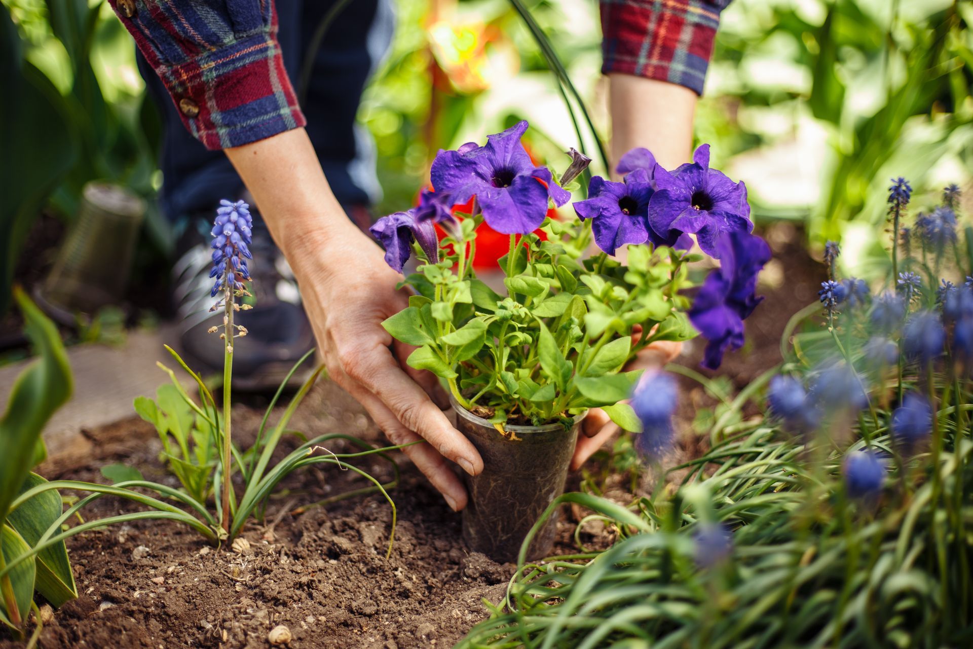 Des mains plantent une plante en pot à fleurs violettes dans un parterre de jardin entouré de verdure.