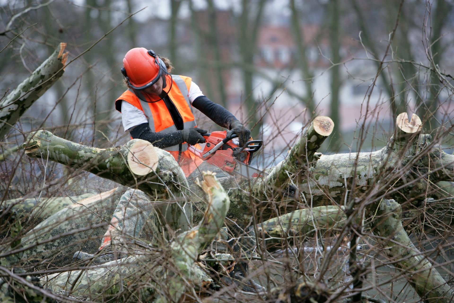 Un ouvrier en tenue de sécurité orange coupe des branches d'un arbre tombé à l'aide d'une tronçonneuse en extérieur.