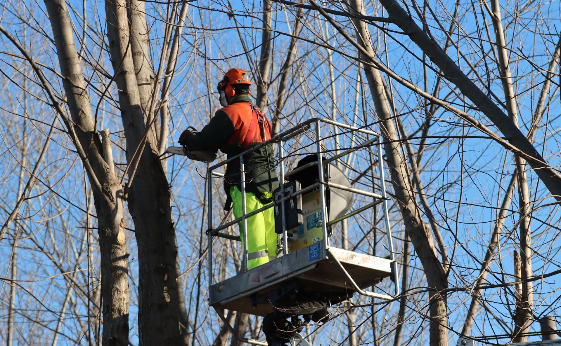 Un ouvrier portant un casque orange et un équipement de sécurité travaille sur une nacelle élévatrice pour élaguer un arbre parmi les branches dénudées.