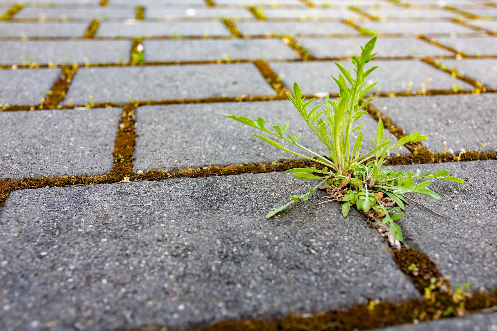 Des mauvaises herbes poussent à travers les fissures d'une allée pavée.