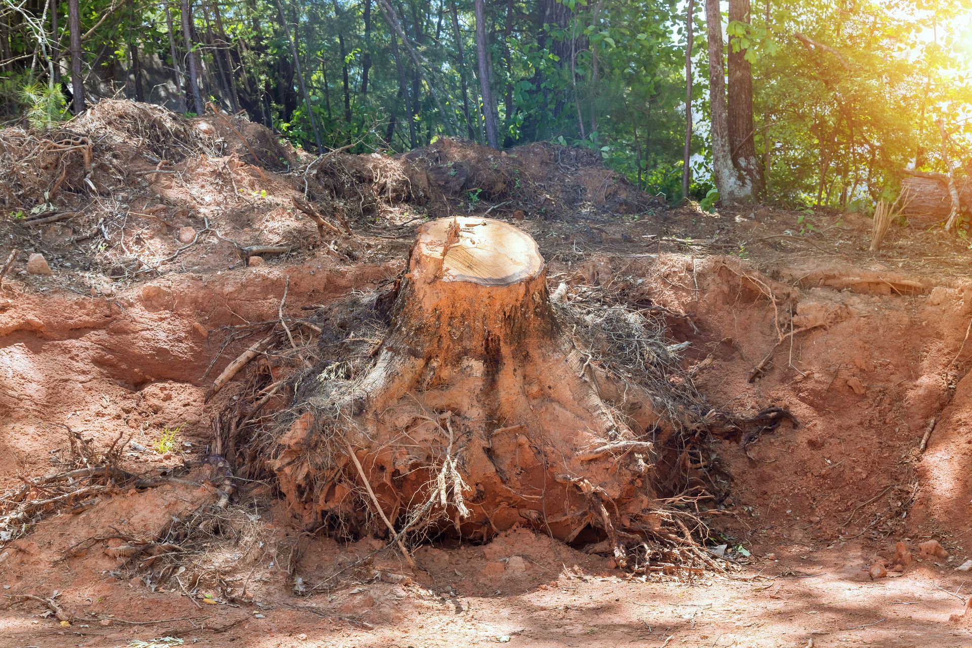 Souche d'arbre fraîchement coupée dans une clairière, racines apparentes et lumière du soleil filtrant à travers les arbres.