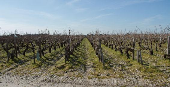 Le Château les Barraillots cultive ses raisins à Margaux