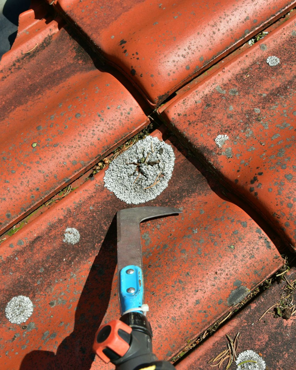 Présence de lichens sur une toiture.
