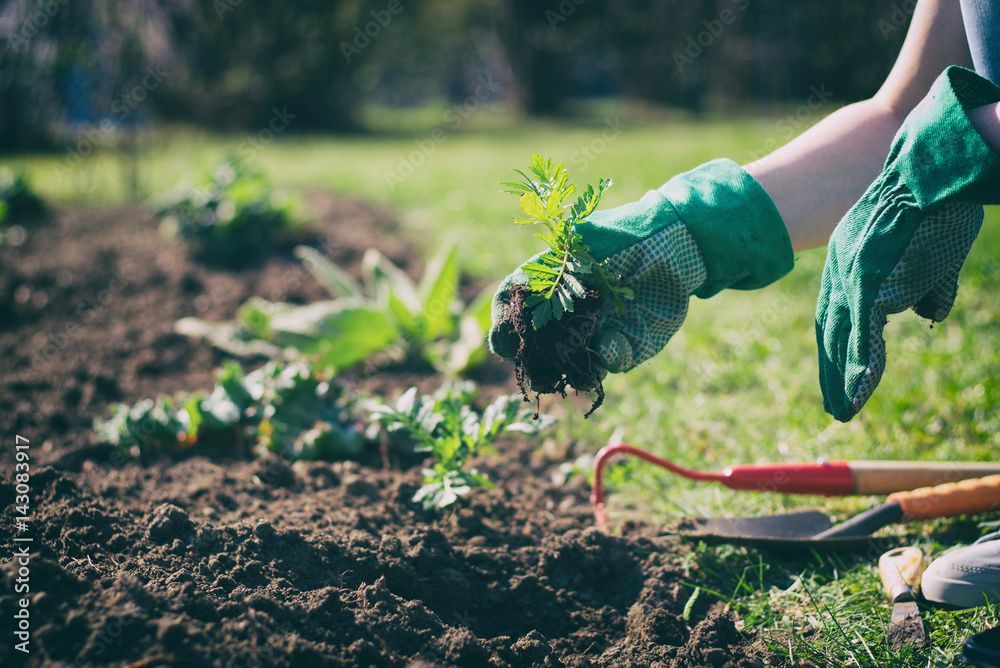 Eine Person mit grünen Handschuhen pflanzt einen Setzling in ein Beet; Gartengeräte stehen daneben.
