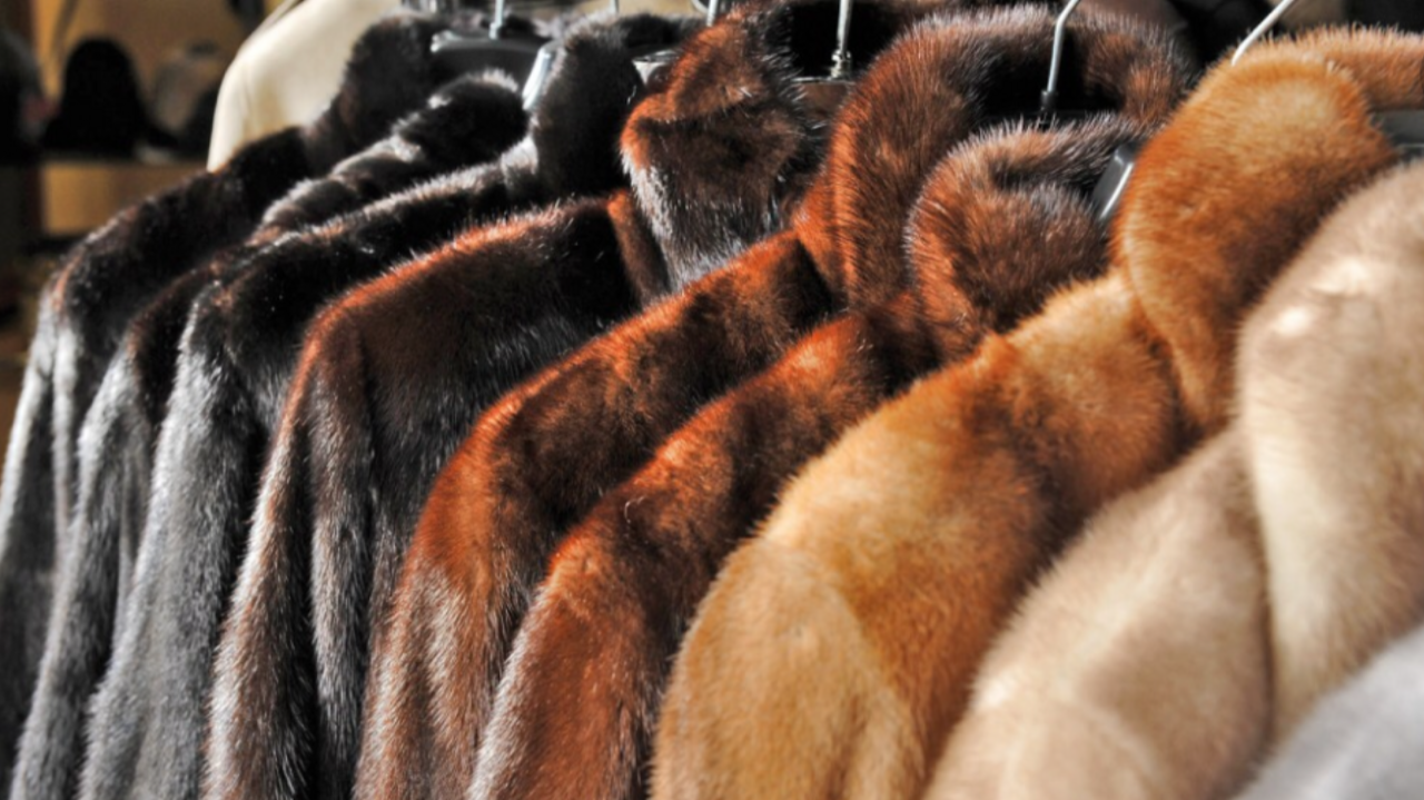 Plusieurs manteaux de fourrure sur cintre