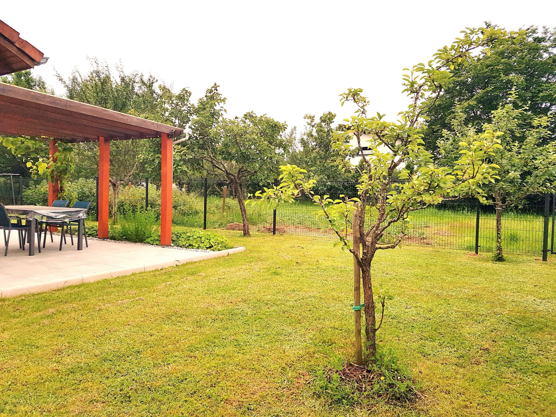 Petit arbuste au sein du jardin