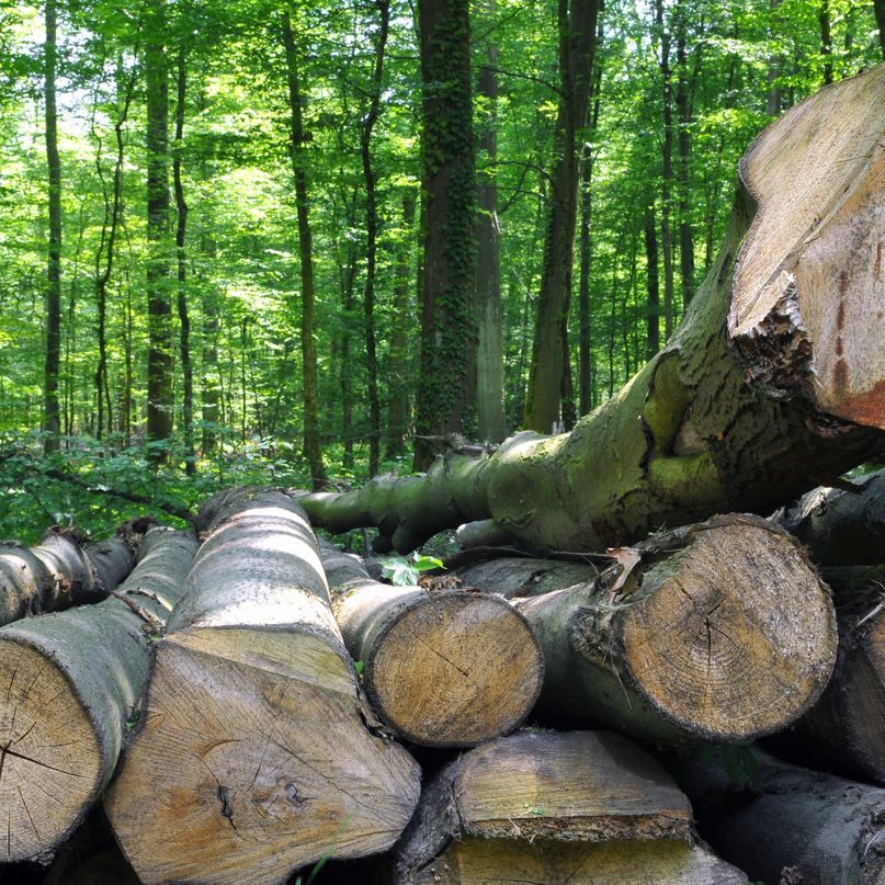 Holzstämme - Caldera-Energie-Systeme