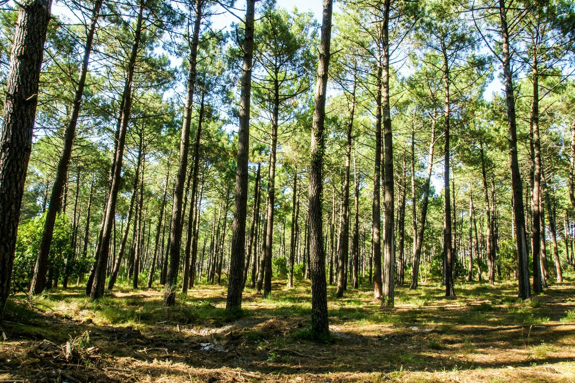 Une forêt typique de la région landaise.