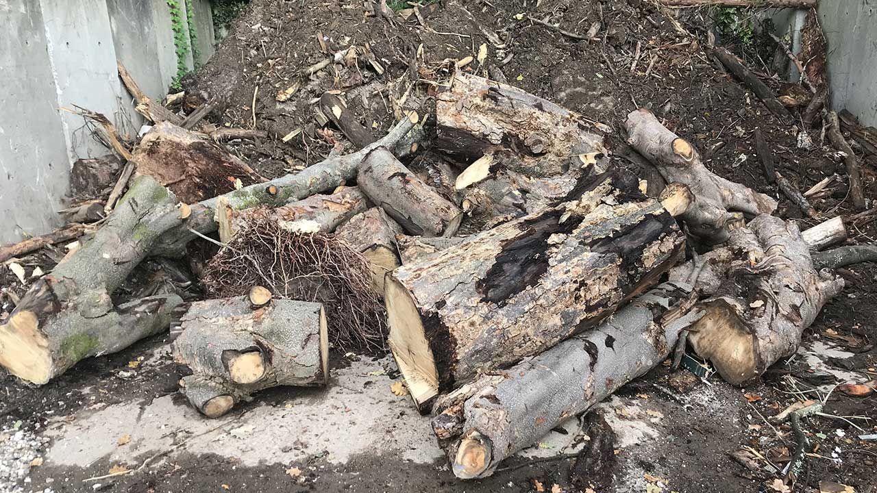 Des déchets de chutes de bois et copeaux.