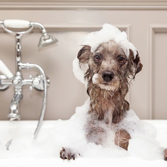 Un perro pequeño se está bañando en una bañera con espuma en la cabeza.