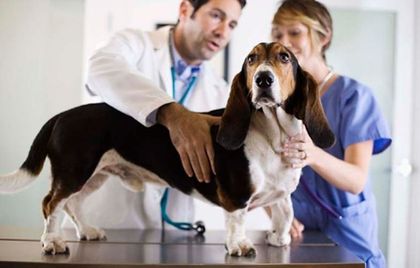 Un basset hound está siendo examinado por un veterinario y una enfermera.
