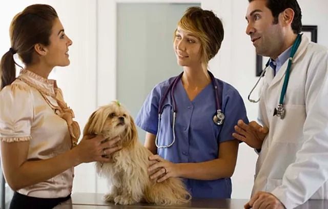 Una mujer sostiene un perro pequeño mientras habla con un médico y una enfermera.