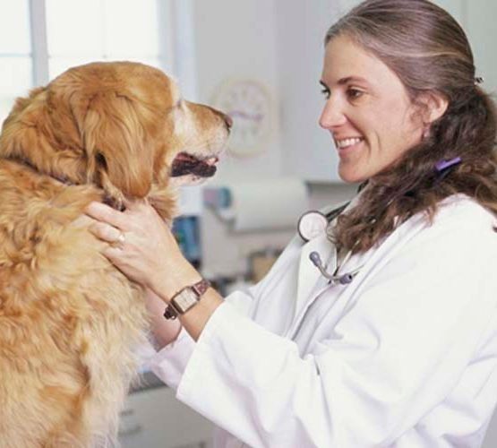 Una mujer con una bata blanca acaricia a un perro marrón.