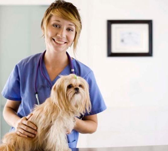 Una mujer con un uniforme azul sostiene un perro pequeño.