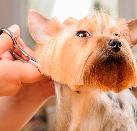 Una persona está cortando el pelo de un perro con unas tijeras.