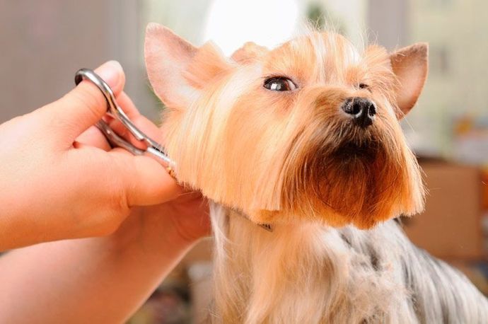 Una persona está cortando el pelo de un perro pequeño con unas tijeras.