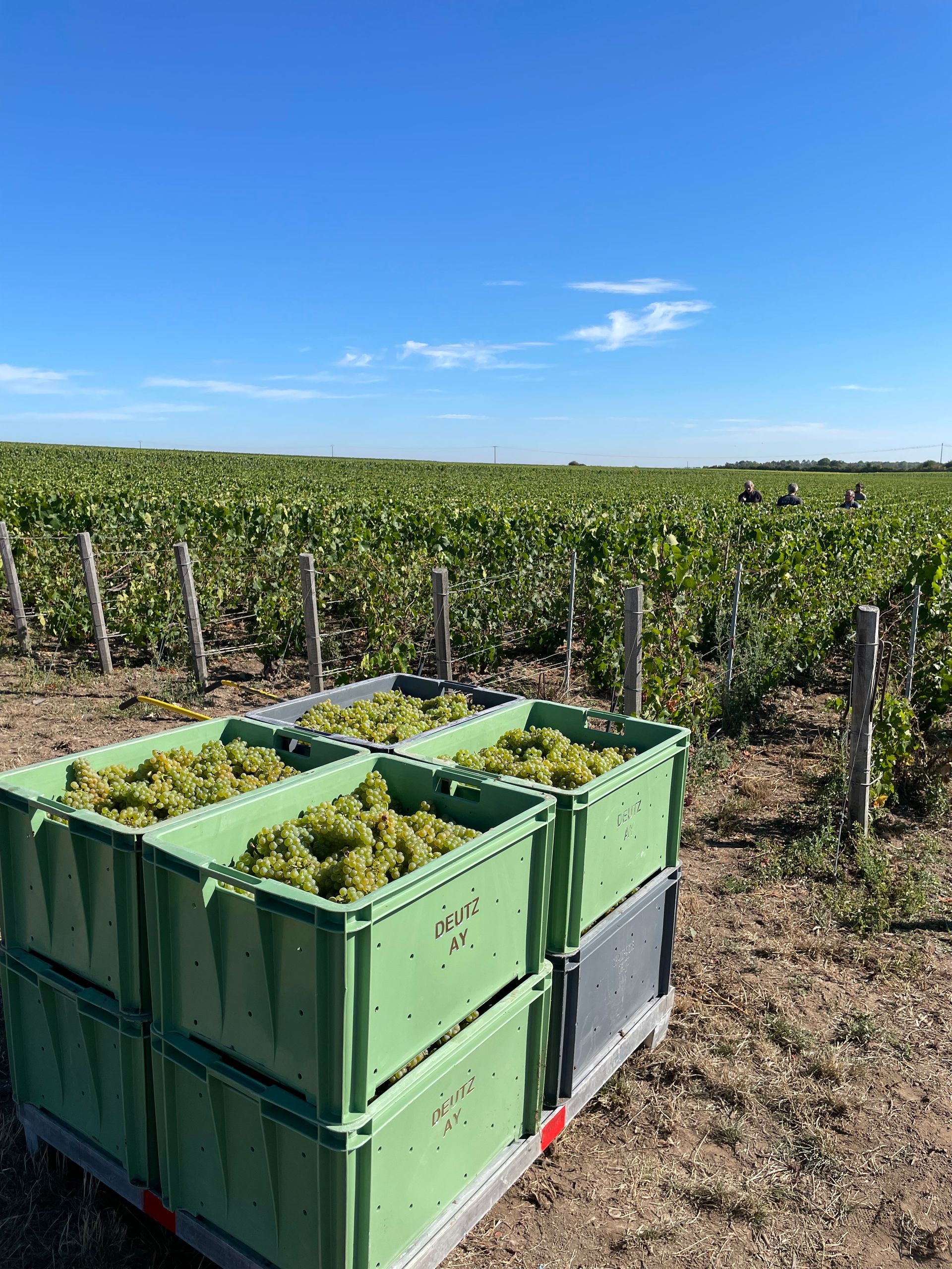 Caisses remplies de raisin blanc et vignes en arrière-plan