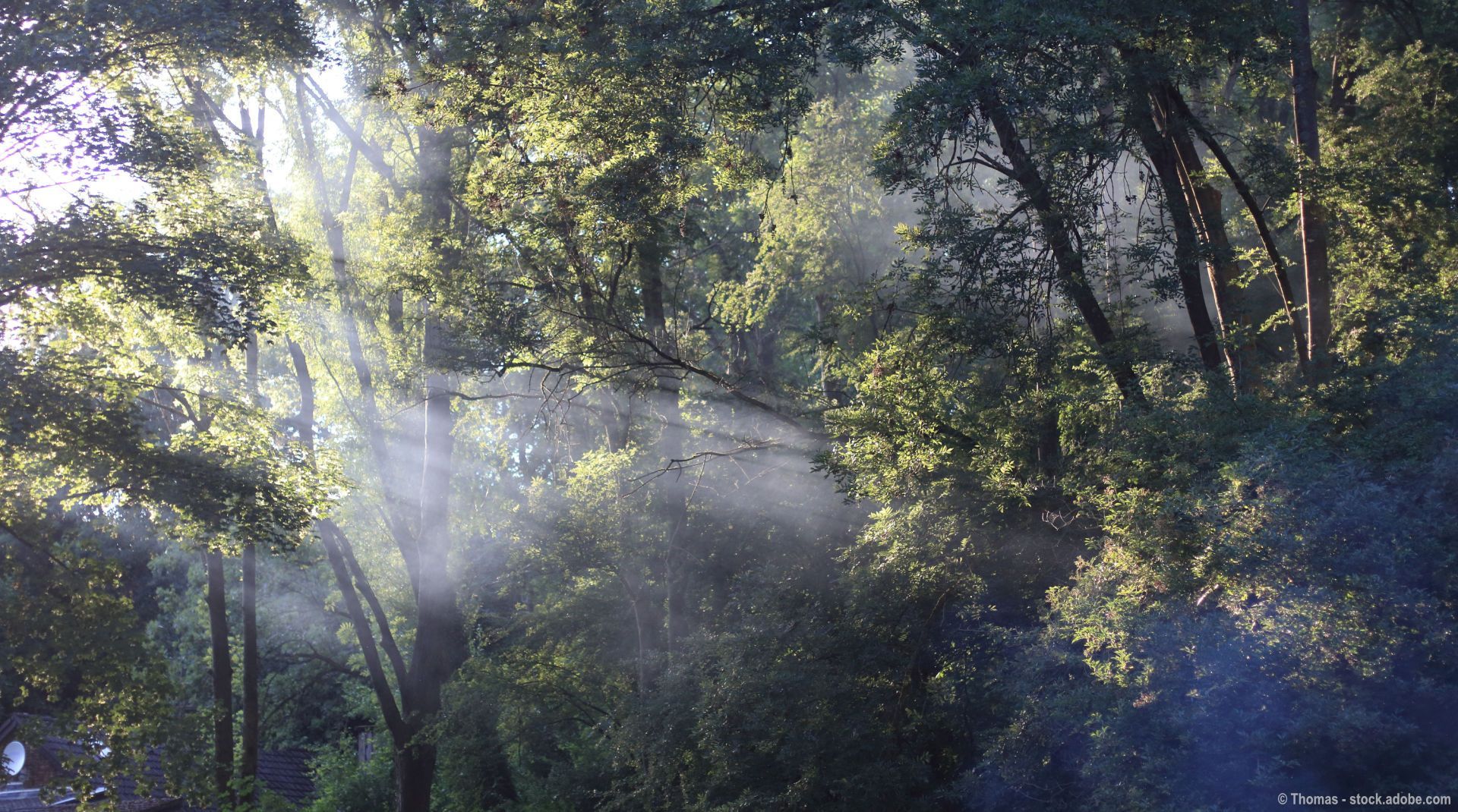 Die Sonne scheint durch die Bäume im Wald