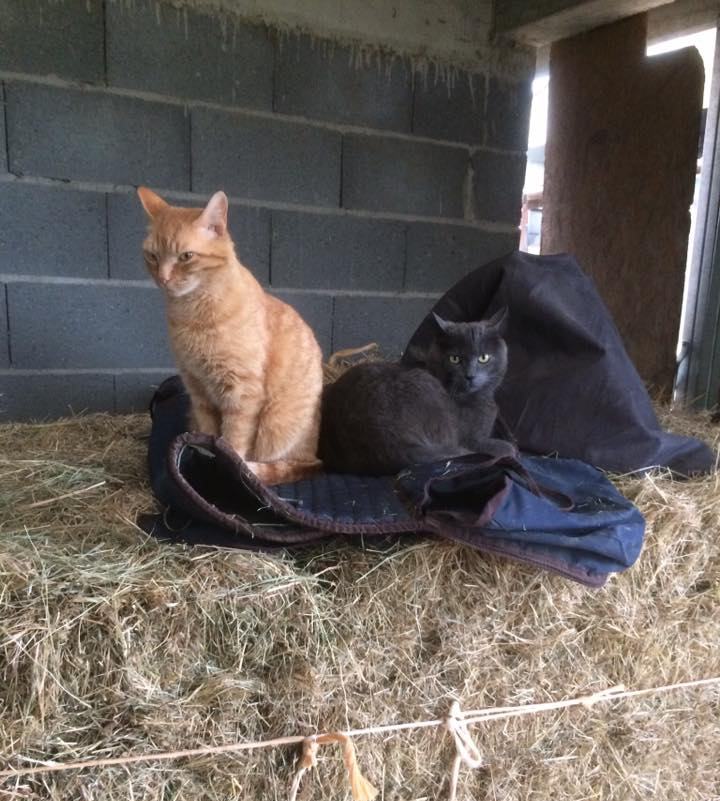 Chats du club équestre