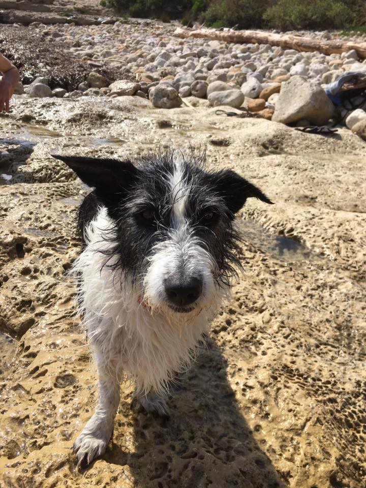 Chienne du club équestre