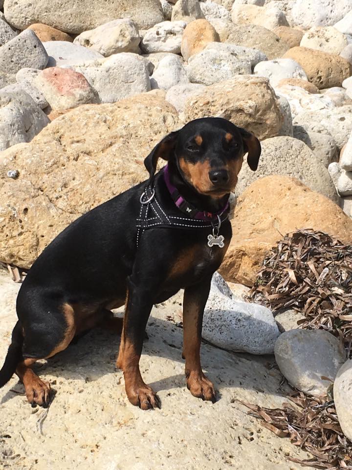 Chien du club équestre