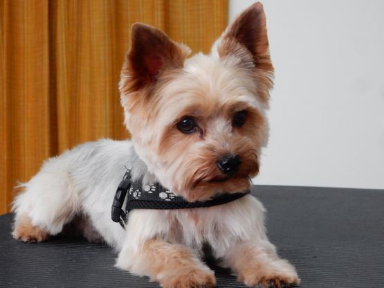 A l'ami fidèle - animal de compagnie