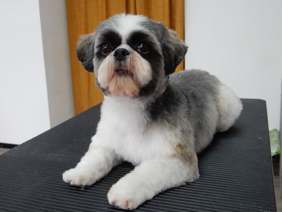 A l'ami fidèle - toilettage canin