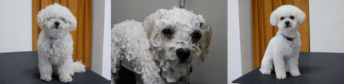 A l'ami fidèle - nettoyage chien