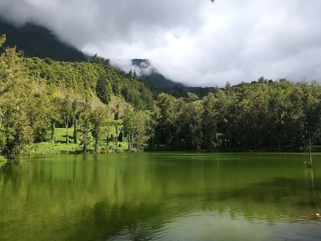 Forêt verte se reflétant dans l'eau